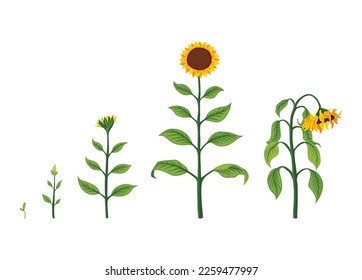 Sunflower growth stages. Agriculture plant development from seed to flowering and fruit-bearing plant. Harvest animation progression