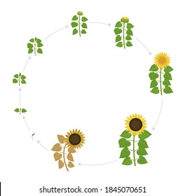 Sunflower growth stages. Round live cycle. Agriculture plant development. Harvest animation progression. Vector illustration infographic set.