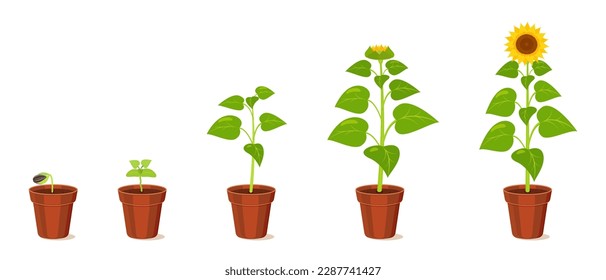 Sunflower growth stages from seed to flowering. Development cycle of seedlings in agriculture.