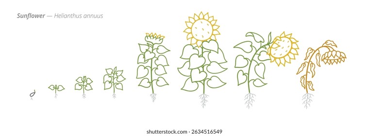 Sunflower Growth Stages Vector for Agribusiness