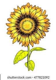 Sunflower. Hand draw vector illustration.