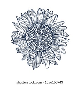 sunflower ,hand drawing ,vector illustration isolated on white background