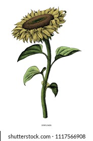 Sunflower hand drawing vintage clip art isolated on white background