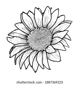 Sunflower hand drawn. Blooming flower closeup ink pen sketch. Blossom outline black and white drawing. Floral, botanical engraving design element - vector illustration