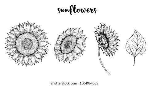 Sunflower hand drawn collection. Sunflowers sketch. Vector illustration. Isolated collection. 