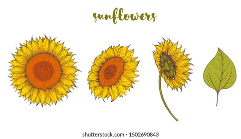 Sunflower hand drawn collection. Vector illustration. Isolated collection.