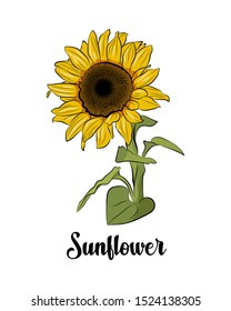 Sunflower hand drawn colored vector illustration, isolated on white background. Floral, botanical design element