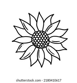 Sunflower in hand drawn doodle style. Floral sketch isolated on white background.