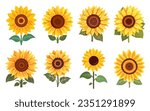 Sunflower Hand Drawn Illustration set, Decorative Element