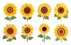 Sunflower Hand Drawn Illustration Set, Decorative Element