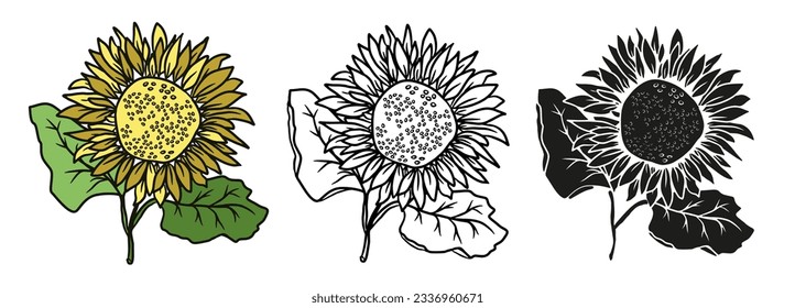 Sunflower hand drawn illustration set for design. Vector illustrations doodle floral elements set