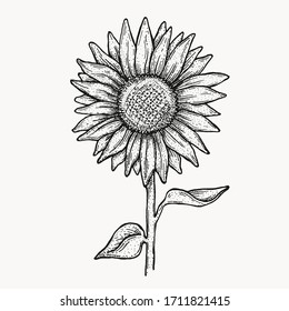 Sunflower hand drawn isolated ink drawing in textured vintage style. antique isolated retro graphic design element. organic flower plant, sunflower seed oil, for branding and packaging, creativity.