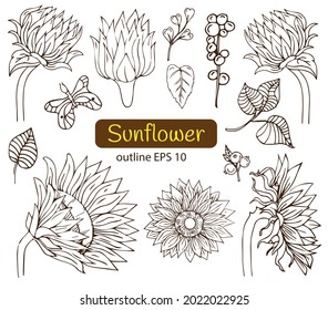 Sunflower hand drawn line vector collection. Floral ink pen sketch. Brown and white clip art. Realistic wildflower freehand drawing. Isolated monochrome floral design. Sketched Helianthus outline.