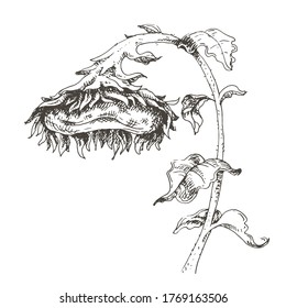 Sunflower hand drawn sketch with ink pen. Floral vegetative sketch. Isolated monochrome floral element. 
