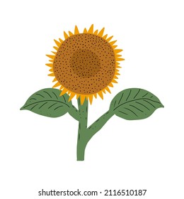 Girasol con estilo dibujado a mano. Ilustración del vector