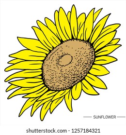 sunflower hand drawn vector art