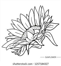 sunflower hand drawn vector art