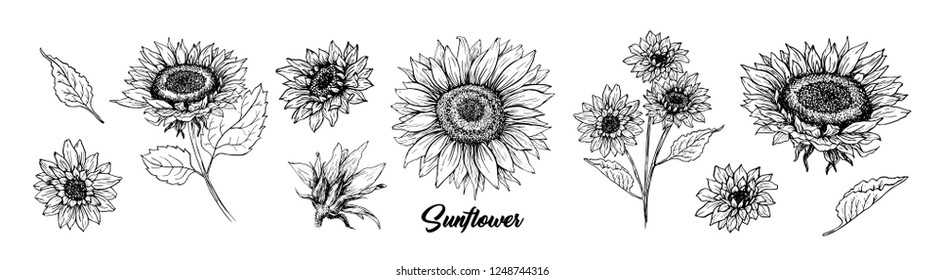 Sunflower hand drawn vector collection. Floral ink pen sketch. Black and white clipart. Realistic wildflower freehand drawing. Isolated monochrome floral design element. Sketched Helianthus outline