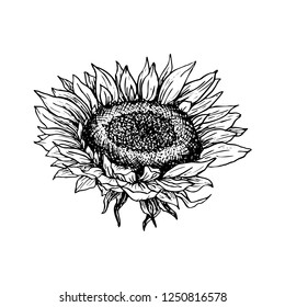 Sunflower hand drawn vector illustration. Floral ink pen sketch. Black and white clipart. Realistic wildflower freehand drawing. Isolated monochrome floral design element. Sketched outline