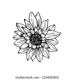 Sunflower hand drawn vector illustration. Floral ink pen sketch. Black and white clipart. Realistic wildflower freehand drawing. Isolated monochrome floral design element. Sketched outline