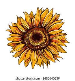 Sunflower hand drawn vector illustration. Beautiful orange flower bud, blooming wildflower. Agriculture, summer nature cartoon symbol. Farm plant, helianthus blossom realistic freehand drawing