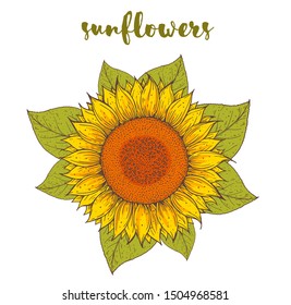 Sunflower hand drawn. Vector illustration. Packaging design. Isolated sunflower.