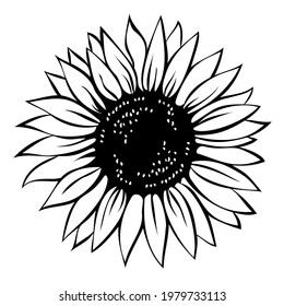 Sunflower, hand drawn vector illustration