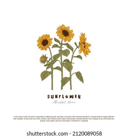 Sunflower hand drawn vector illustration