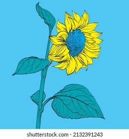 Girasol. Ilustración vectorial dibujada por mano