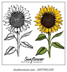 Sunflower hand drawn vector illustration. Colorful yellow blooming wildflower. Agriculture, summer nature cartoon symbol. Farm plant, helianthus blossom realistic freehand drawing.