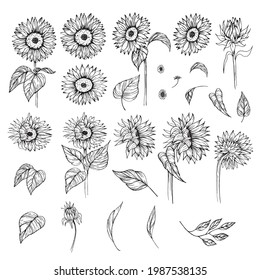 Sunflower Hand Drawn Vector Set. Floral Sketch. Black And White Clipart. Realistic Wildflower Drawing