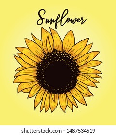 Sunflower hand painted vector illustration - Vector by