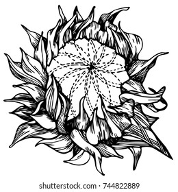Sunflower, hand-drawn in a sketchbook, translated into vector.
Design can use for: tattoo, scrapbooking, decoration, labels and so on 
