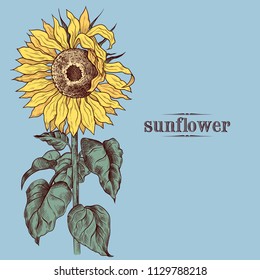 Sunflower. Hand-drawn Vector Vintage Illustration. Floral template.
