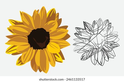 Sunflower head full color and sunflower head line art