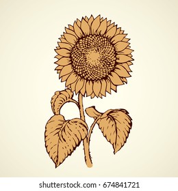 Sunflower head isolated on white backdrop. Freehand outline black ink hand drawn picture sketchy in artistic retro scribble style pen on paper. Closeup front view with space for text on light sky