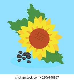 sunflower head on blue background