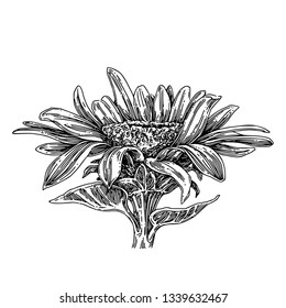 Sunflower head. Sketch. Engraving style. Vector illustration. 