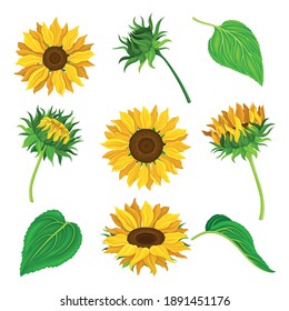 Sunflower or Helianthus as Annual Flowering Plant with Round Flower Head Vector Set