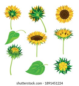 Sunflower or Helianthus as Annual Flowering Plant with Round Flower Head Vector Set