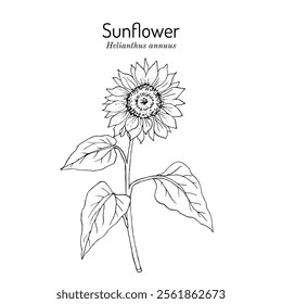 Sunflower (Helianthus annuus), edible oily plant. Hand drawn botanical vector illustration