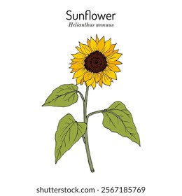 Sunflower (Helianthus annuus), edible oily plant. Hand drawn botanical vector illustration