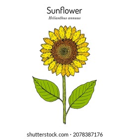 Sunflower (Helianthus annuus), edible and ornamental plant. Hand drawn botanical vector illustration