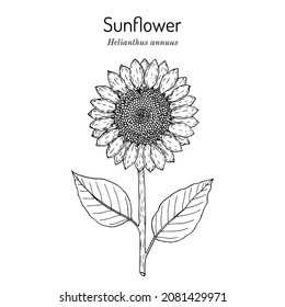 Sunflower (Helianthus annuus), edible and ornamental plant. Hand drawn botanical vector illustration