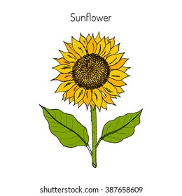 Sunflower (Helianthus annuus).  Hand drawn botanical vector  illustration 
