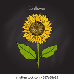 Sunflower (Helianthus annuus).  Hand drawn botanical vector  illustration 