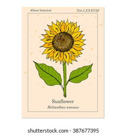 sunflower (Helianthus annuus).  Hand drawn botanical vector  illustration 