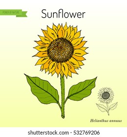 Sunflower (Helianthus annuus). Hand drawn botanical vector illustration