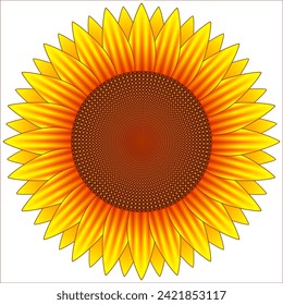 Sunflower (Helianthus annuus) is a herbaceous annual plant belonging to the family Asteraceae.