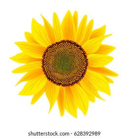 Sunflower or Helianthus isolated on white background. B